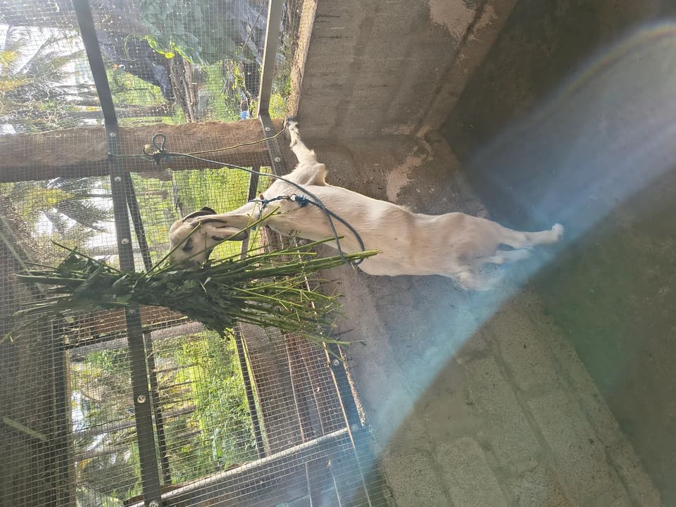 Others Goat in  KARNATAKA