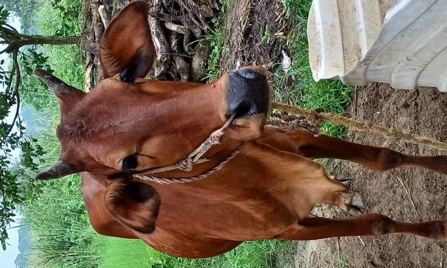 Sahiwal Cow in  UTTARAKHAND