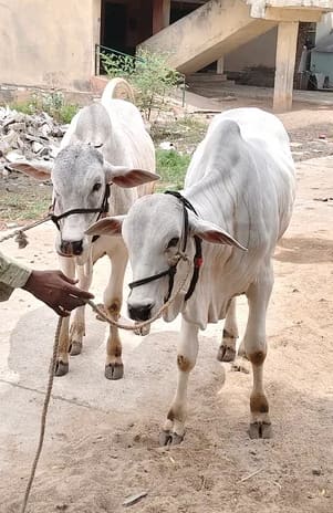 ONGOLE Cow in  ANDHRA PRADESH