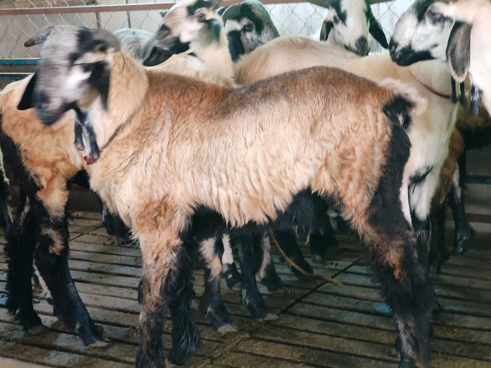 Neelore  Jodipi Sheep N0187 in  ANDHRA PRADESH