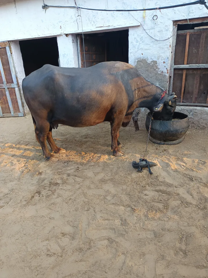 Murrah Buffalo in  RAJASTHAN