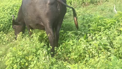 Murra Buffalo O0676 in UTTAR PRADESH