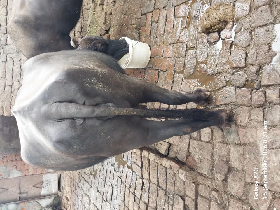 Murrah Buffalo in  UTTAR PRADESH