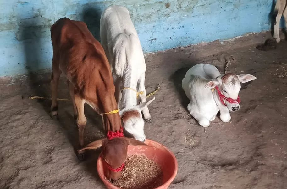 Punganur  Cow P0232 in  MAHARASHTRA