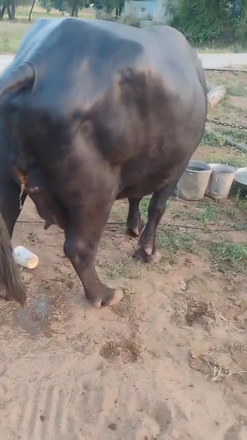 Murrah Buffalo M5358 in  RAJASTHAN