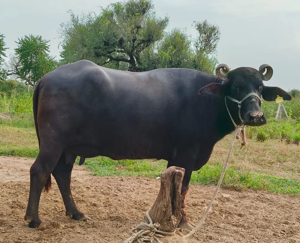 Murrah Buffalo M5094 in  RAJASTHAN