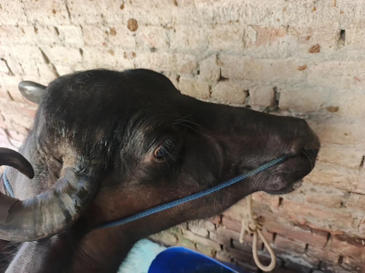 Others Buffalo in  UTTARAKHAND