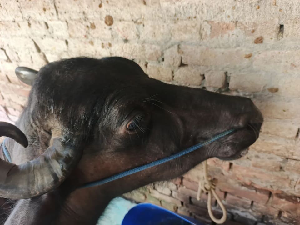 Others Buffalo in  UTTARAKHAND