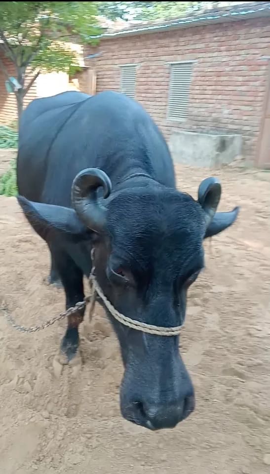 Murrah Buffalo in  RAJASTHAN