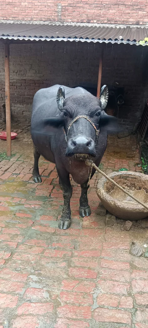 Murrah Buffalo in  UTTAR PRADESH