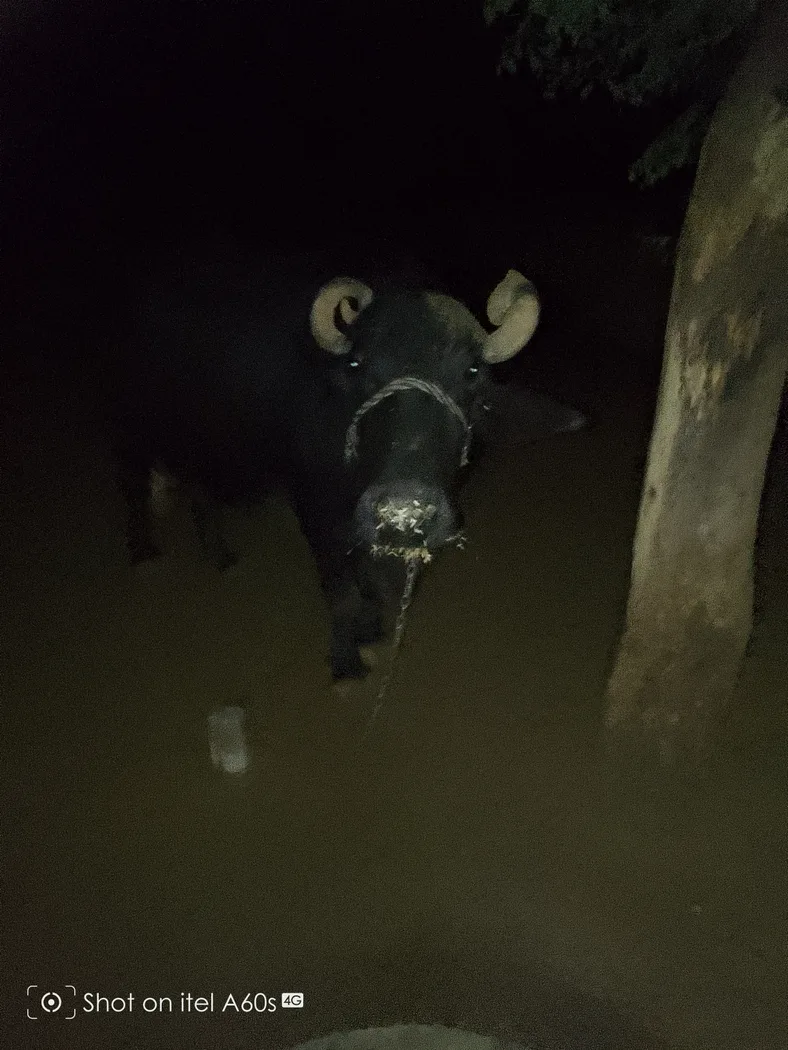 Murrah Buffalo in  RAJASTHAN