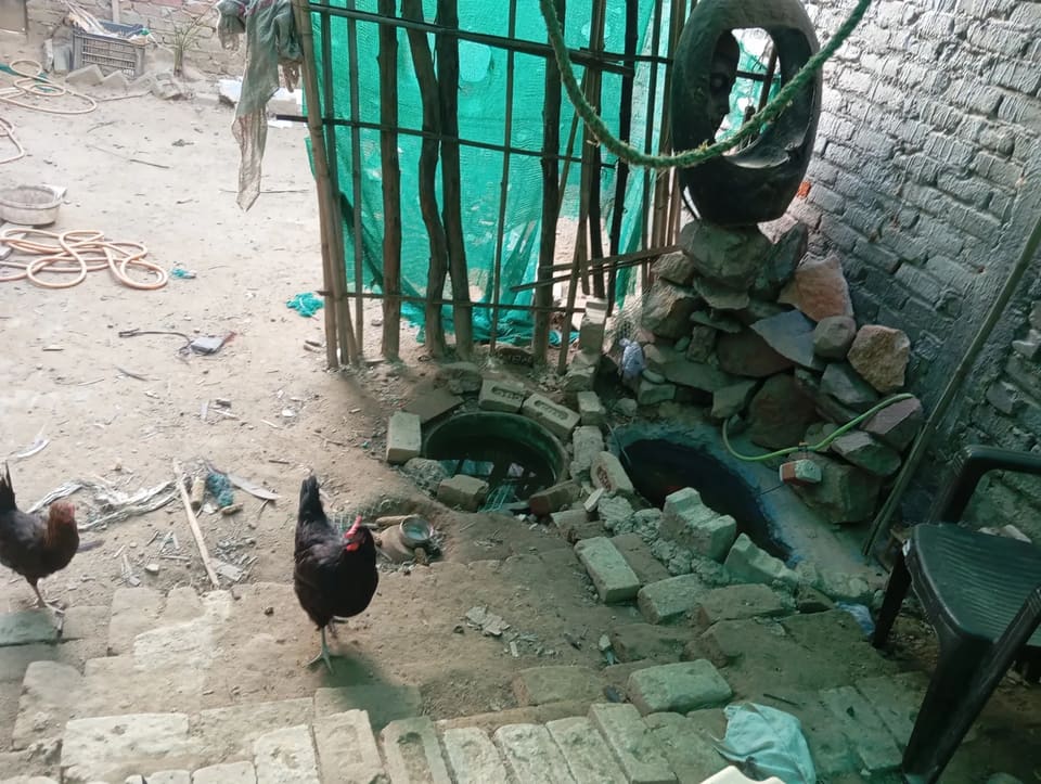 Black astrlop Hen O0940 in  DELHI