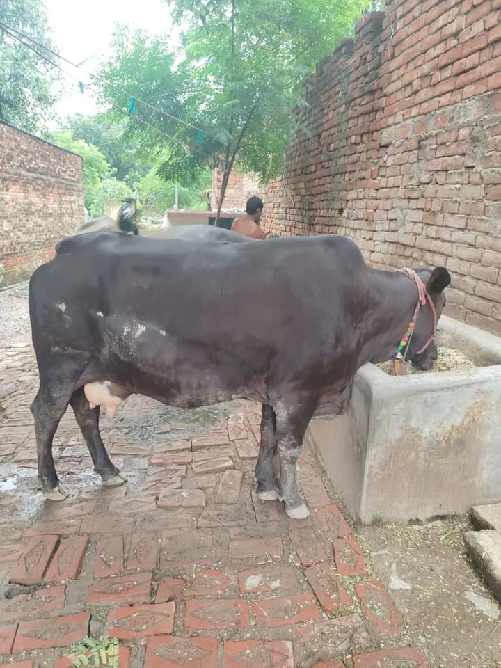 Others Cow in  UTTAR PRADESH