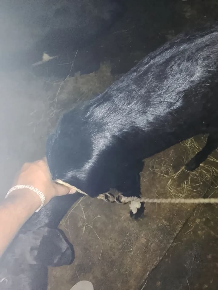 Beetal Goat B0487 in  MAHARASHTRA