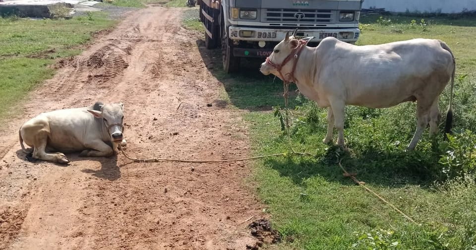 Punganur  Cow in  ANDHRA PRADESH