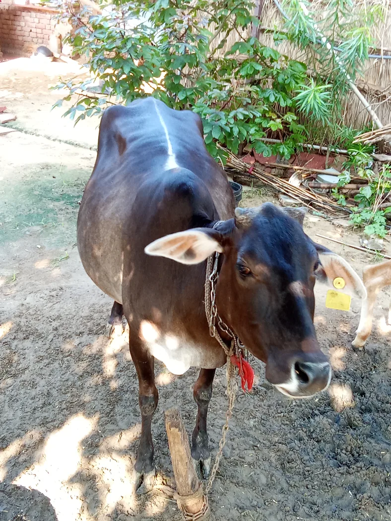 Others Cow in  RAJASTHAN
