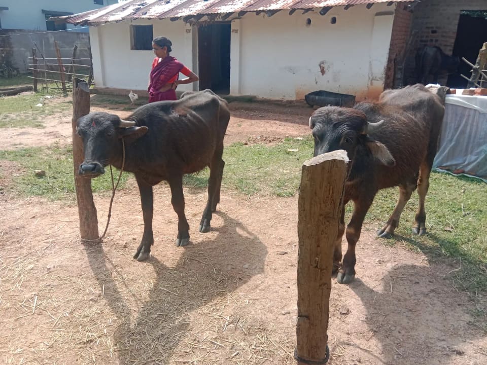Deshi Buffalo O0781 in  MADHYA PRADESH