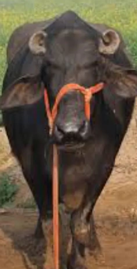 Surti Buffalo S0404 in  RAJASTHAN