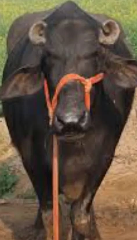 Surti Buffalo S0403 in  RAJASTHAN