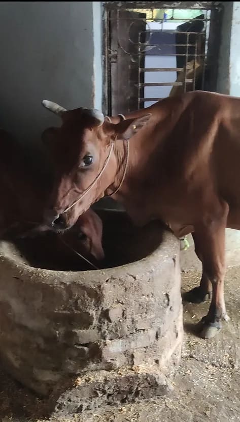Gir Cow G2092 in  BIHAR