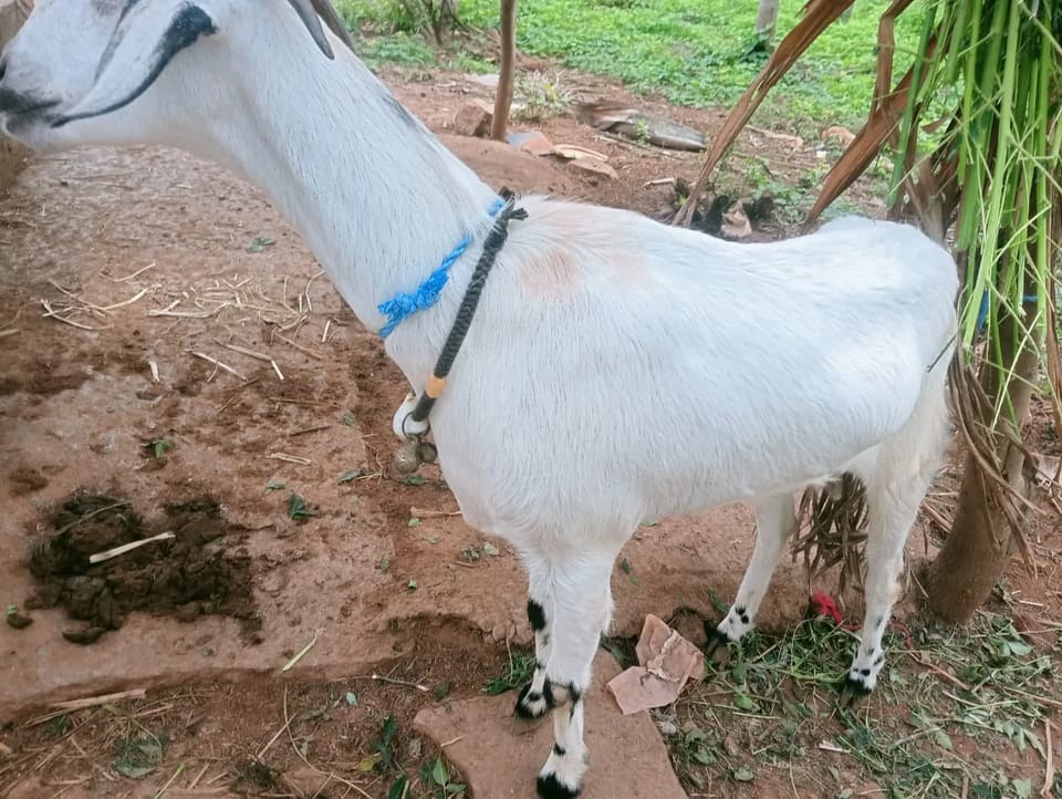 Natii Goat O0228 in  KARNATAKA