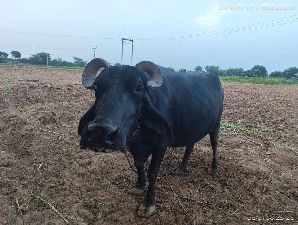 Murrah Buffalo in  RAJASTHAN