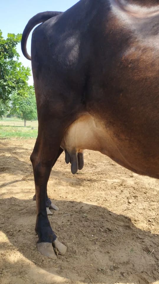 Sahiwal Cow in RAJASTHAN