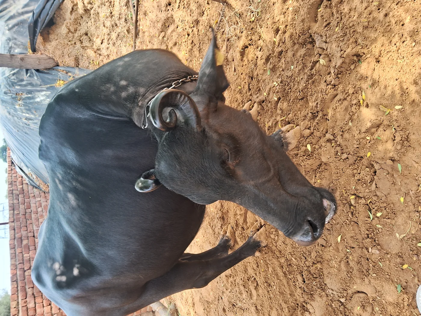 Murrah Buffalo in  HARYANA