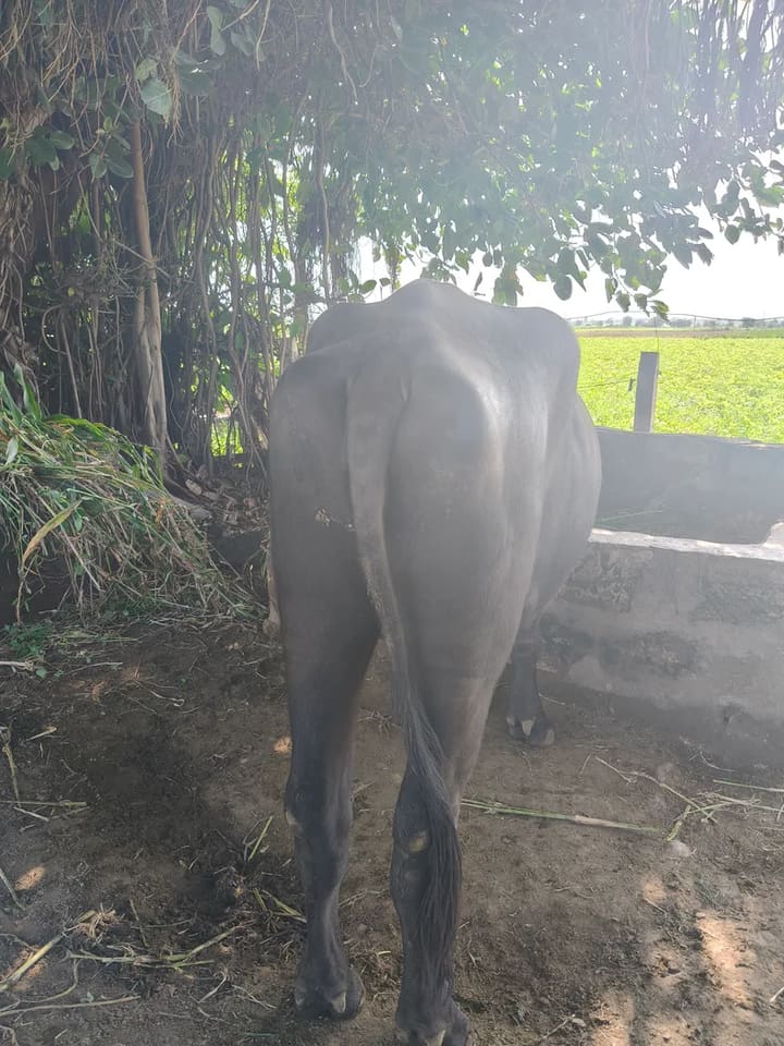 Jafarabadi Buffalo in  GUJARAT