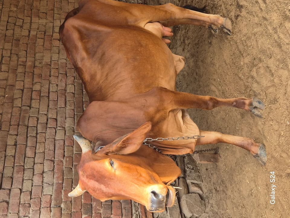 Sahiwal Cow in  RAJASTHAN