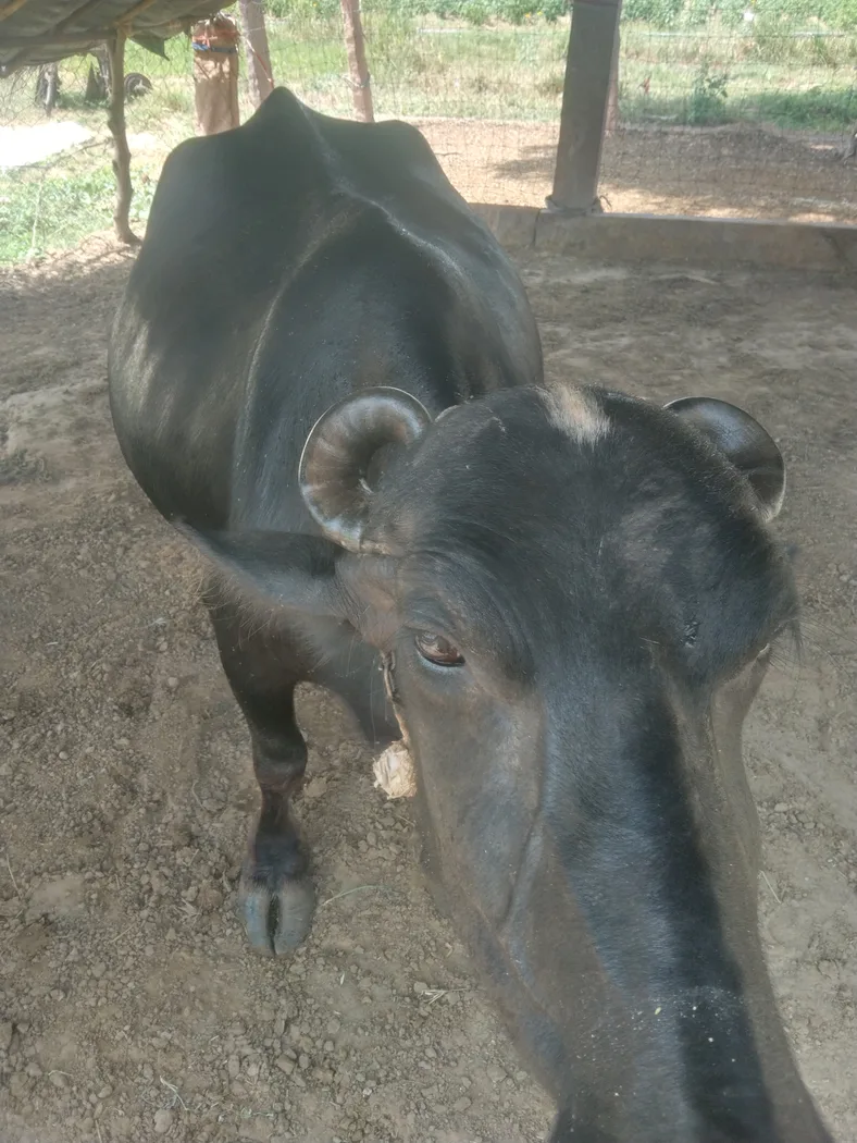 Murrah Buffalo in  RAJASTHAN