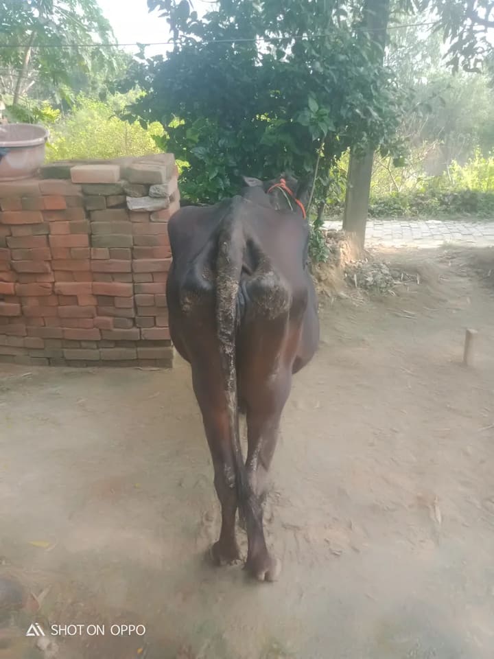 Jersey Cow in  UTTAR PRADESH