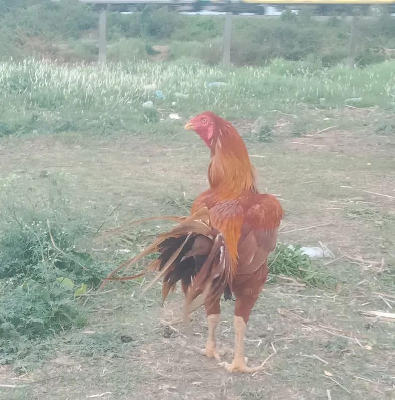 Others Others in  ANDHRA PRADESH