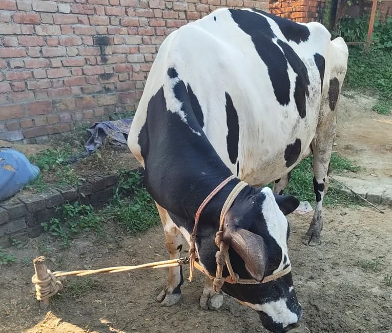 HF Cow in  UTTAR PRADESH