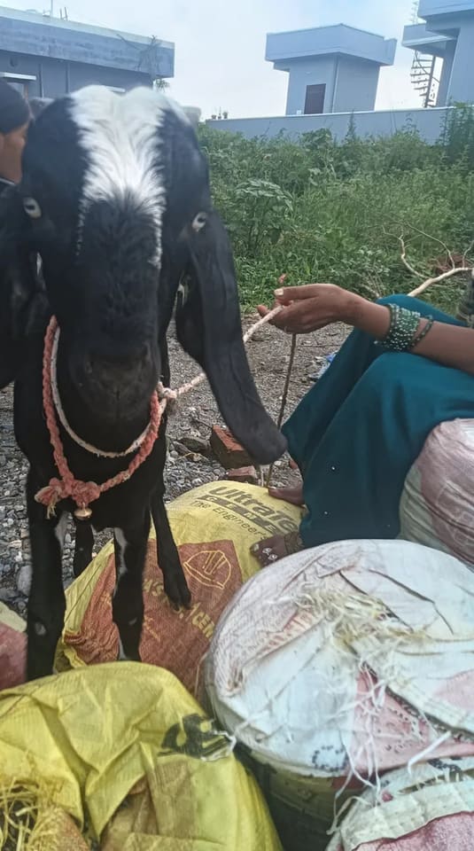 Beetal Goat in  UTTARAKHAND