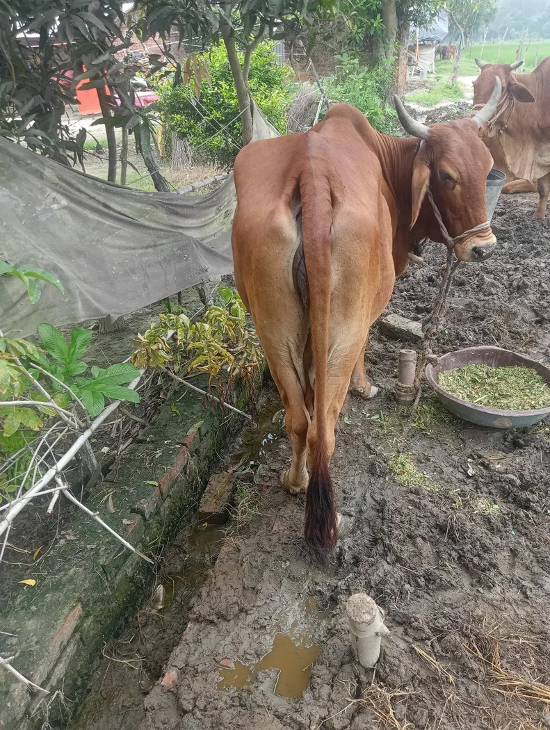 Sahiwal Cow in  UTTAR PRADESH