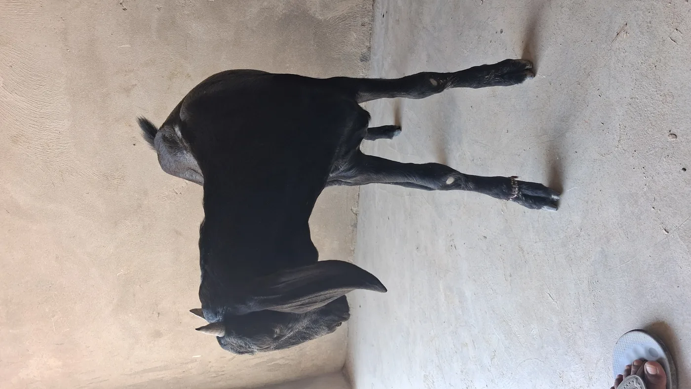 Barbari Goat in  UTTAR PRADESH