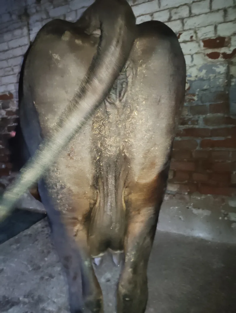 Jersey Cow in  BIHAR