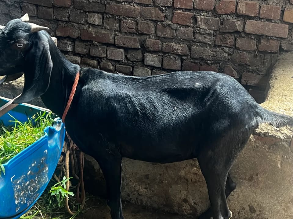 Beetal Goat B0490 in  PUNJAB