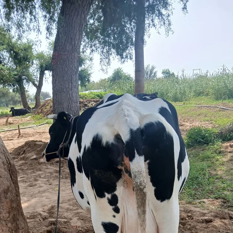 HF Cow in  RAJASTHAN