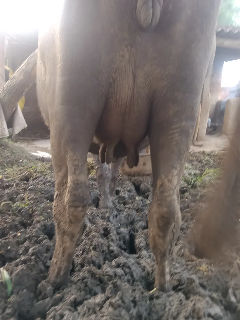 Jafarabadi Buffalo in  UTTAR PRADESH