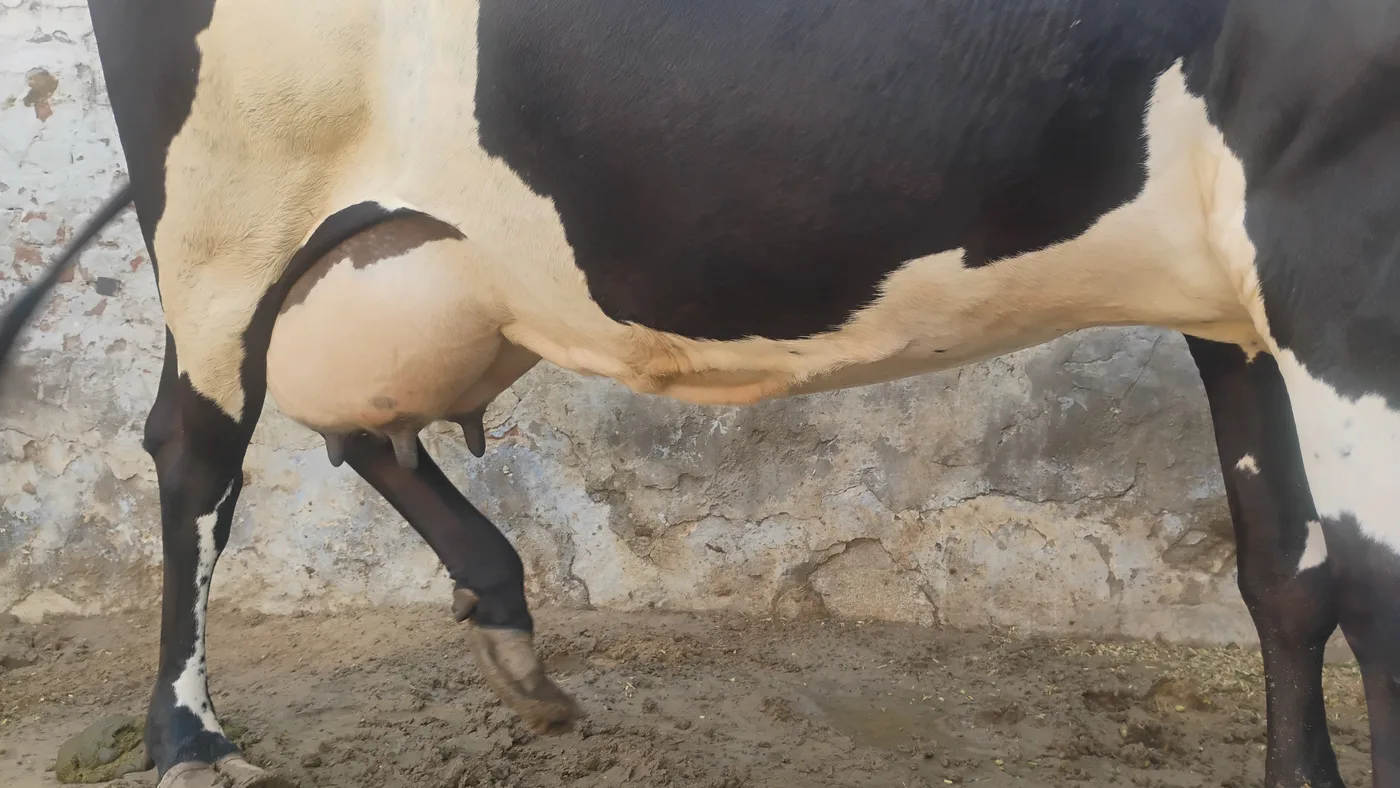 HF Cow in  RAJASTHAN