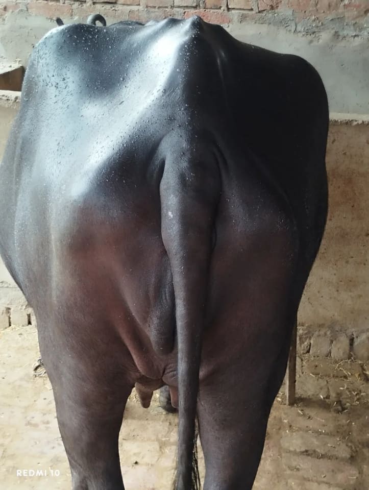 Murrah Buffalo in  UTTAR PRADESH
