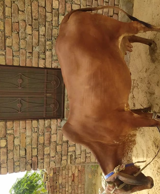 Sindhi Cow in  RAJASTHAN
