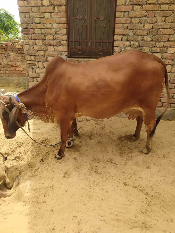 Sindhi Cow S0256 in  RAJASTHAN