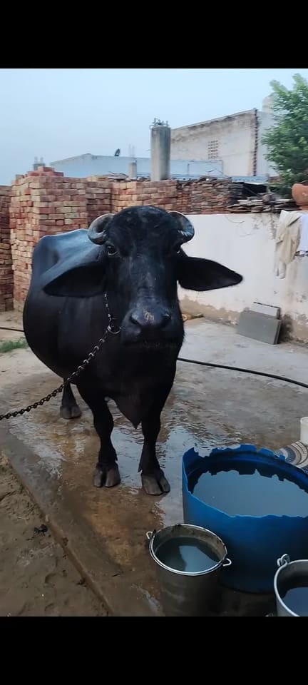 Murrah Buffalo in  HARYANA
