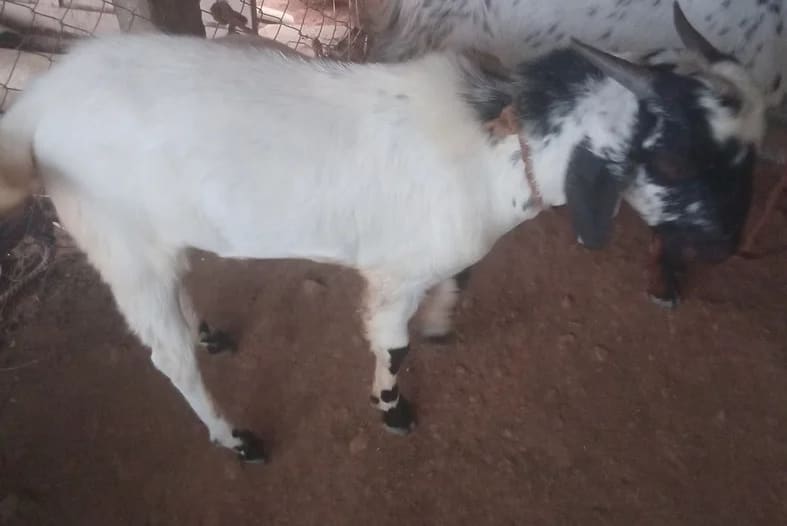 Kota Goat K0245 in  TELANGANA