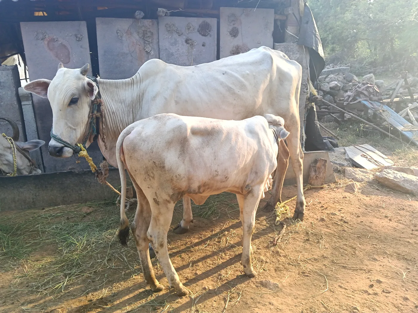 ONGOLE Heifer Cow O0209 in  TELANGANA