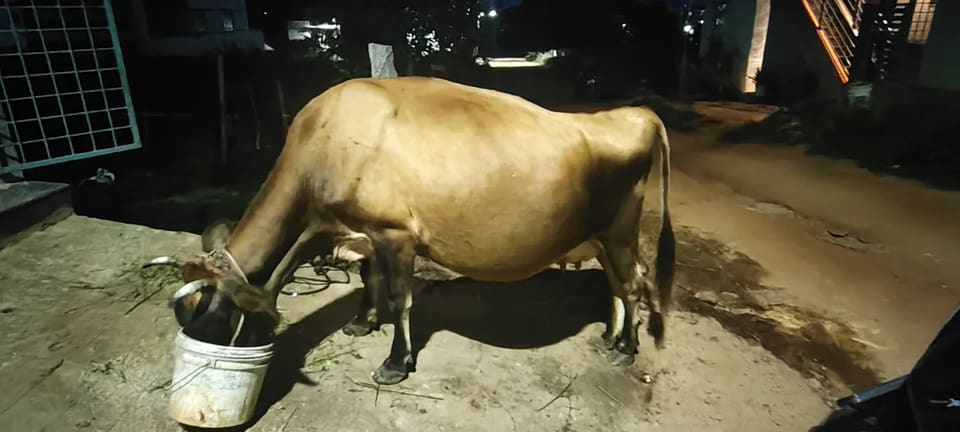 Jersey Cow J1523 in  KARNATAKA
