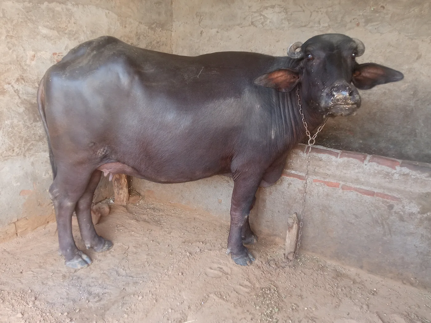 Others Buffalo in  HARYANA